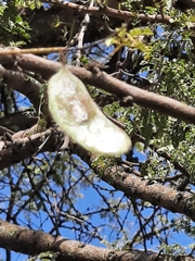 Vachellia lahai