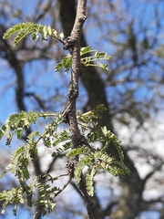 Vachellia lahai