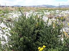 Asparagus rubicundus