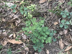 Thalictrum hernandezii