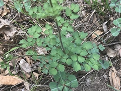 Thalictrum hernandezii