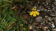 Goodenia paniculata
