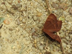 Abisara echerius