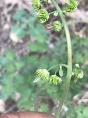 Thalictrum hernandezii