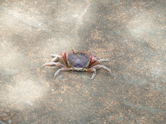 Chasmagnathus convexus