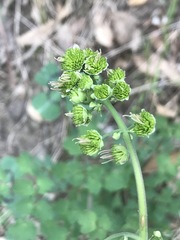 Thalictrum hernandezii