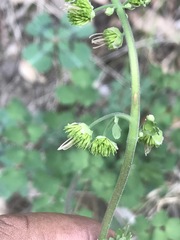 Thalictrum hernandezii