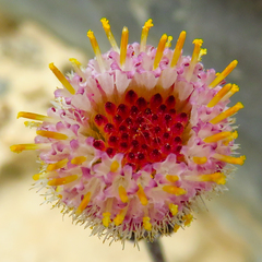 Phagnalon schweinfurthii