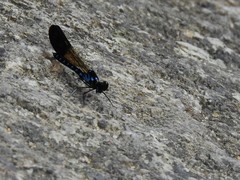 Heliocypha perforata