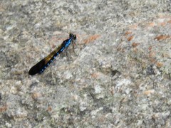 Heliocypha perforata