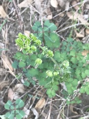 Thalictrum hernandezii