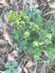 Thalictrum hernandezii