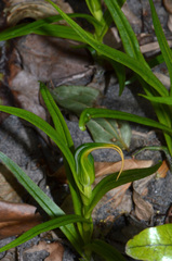 Pterostylis cardiostigma