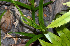 Pterostylis cardiostigma