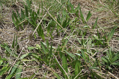 Ledebouria cooperi