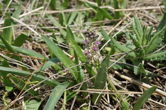Ledebouria cooperi