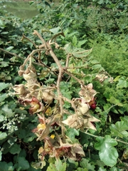 Rubus alceifolius