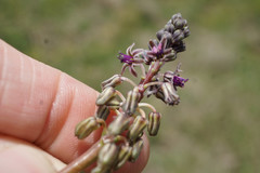Ledebouria cooperi