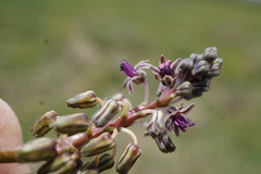 Ledebouria cooperi