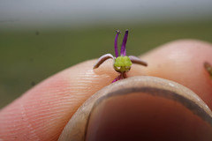 Ledebouria cooperi