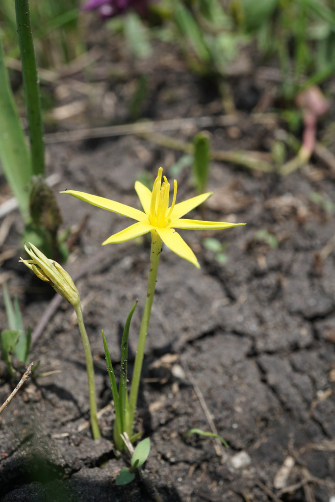 Empodium elongatum (Empodium elongatum)