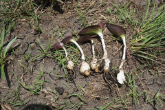 Drimiopsis