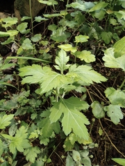 Chrysanthemum indicum