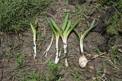 Ledebouria cooperi