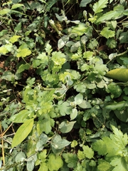 Chrysanthemum indicum