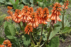 Erythrina zeyheri