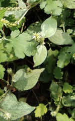 Achyranthes bidentata