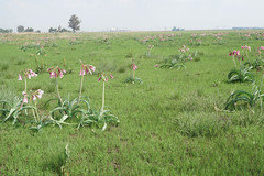 Crinum bulbispermum