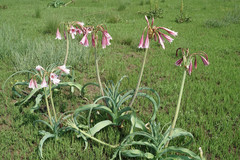 Crinum bulbispermum
