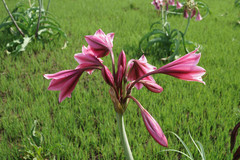Crinum bulbispermum