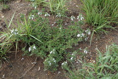 Stachys