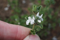 Stachys