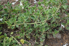 Stachys