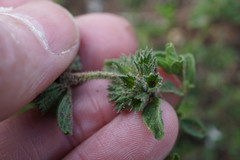 Stachys