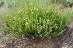 Thesium