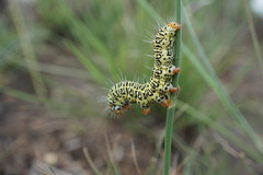 Lepidoptera