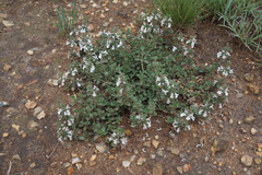 Stachys