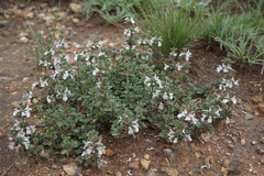 Stachys