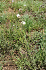 Dimorphotheca