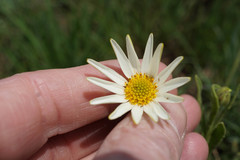 Dimorphotheca
