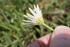 Dimorphotheca