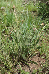 Dimorphotheca