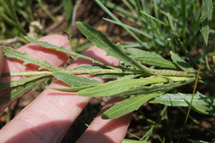 Dimorphotheca