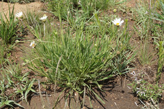 Dimorphotheca