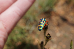 Calidea dregii