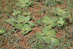 Ledebouria ovatifolia